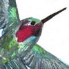 Hummingbird #1

