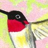 Hummingbird #2
