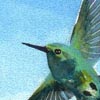 Hummingbird #4
