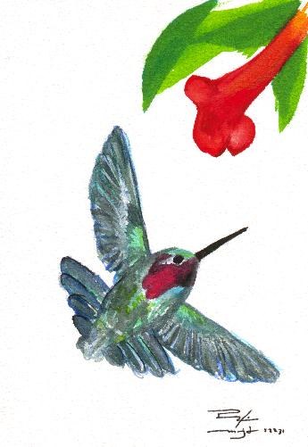 Hummingbird #1