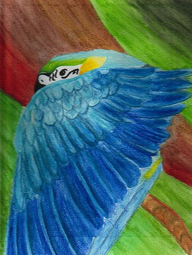 Guacamaya #2