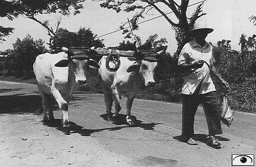 Oxen yoke