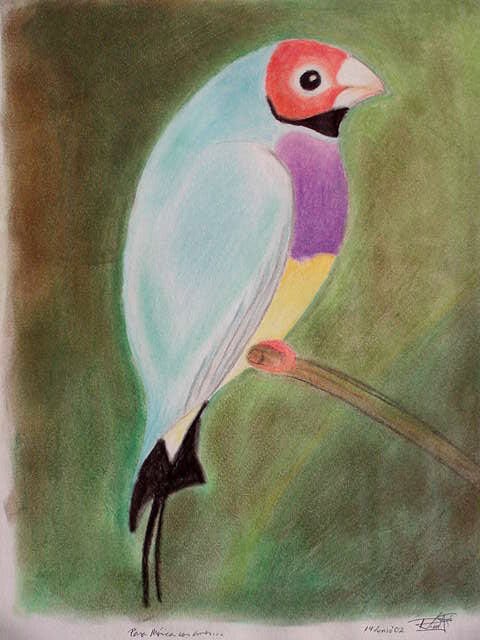 Gouldian Finche